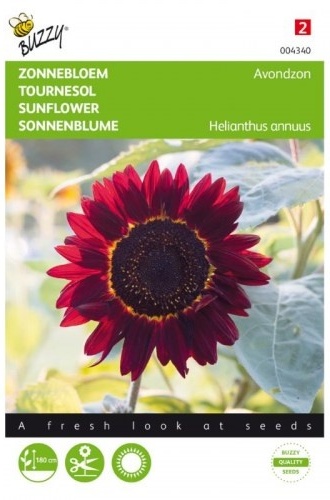 Helianthus annuus (slnečnica) Evening Sun cca 2 g